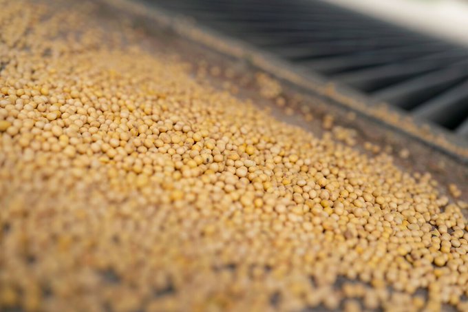 Illustrative photo for: Soybeans China US trade Tensions Rise Amid Ongoing Dispute