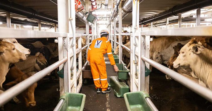 Illustrative photo for: Gulf Livestock 1 sinking: Key lessons for animal exporters