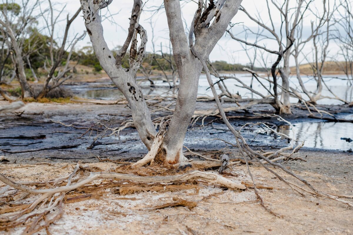 Illustrative photo for: Australian Environmental Regulation Reform: New Regulator