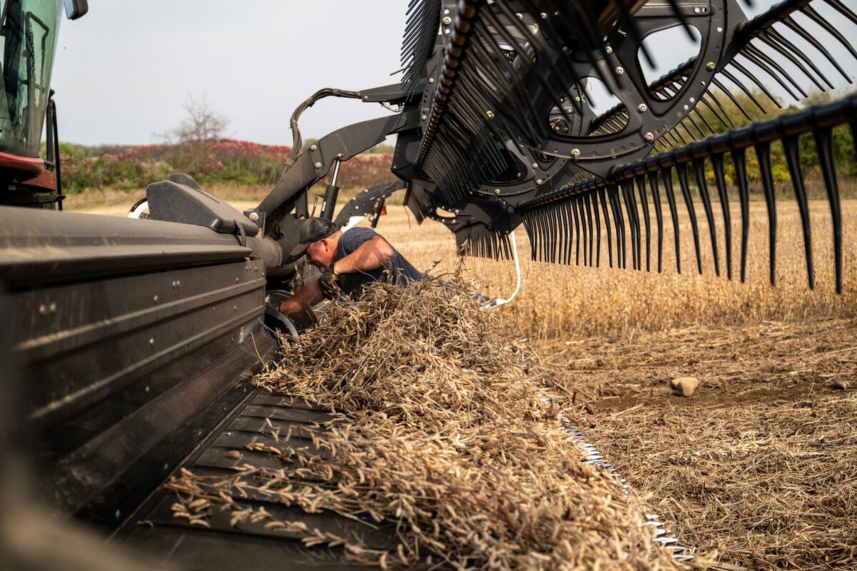 Illustrative photo for: Chinese soybean buying hesitation signals market