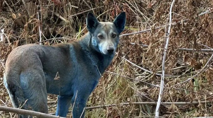 Illustrative photo for: Blue fur stray dogs spotted in Chernobyl Exclusion Zone by