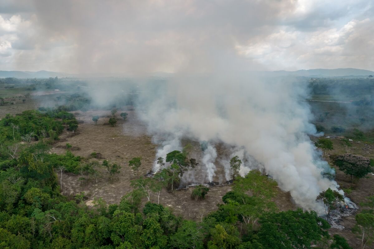Illustrative photo for: Brazil Reports Amazon Deforestation Decrease Ahead of COP30