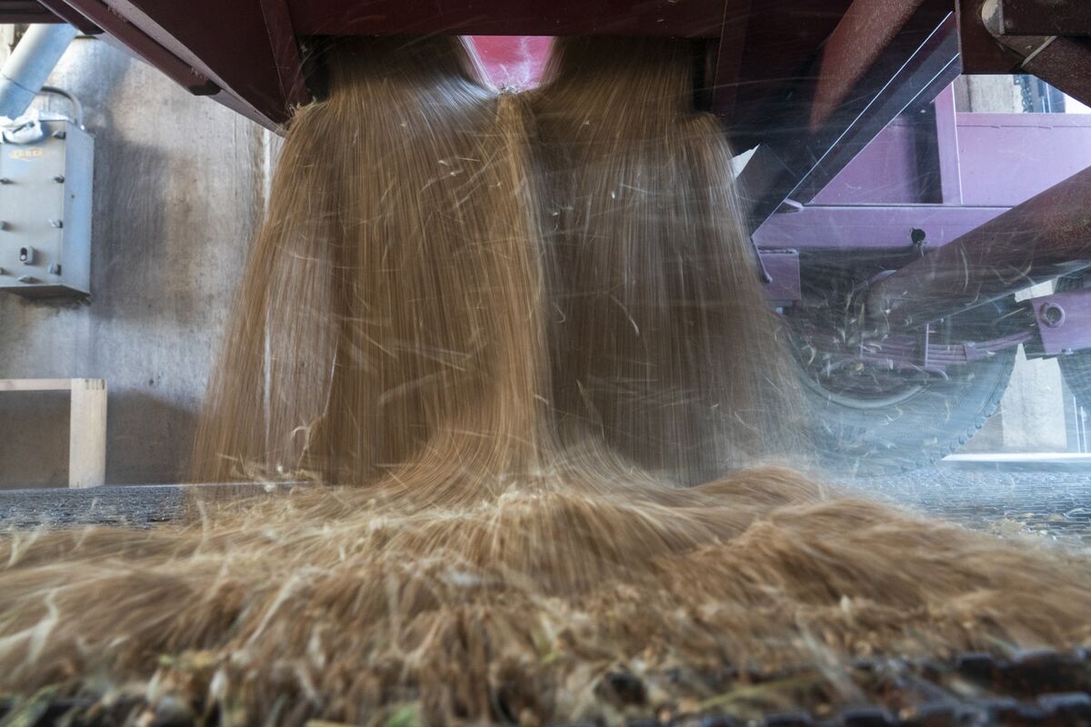 Illustrative photo for: China US wheat trade: China eyes US wheat imports after