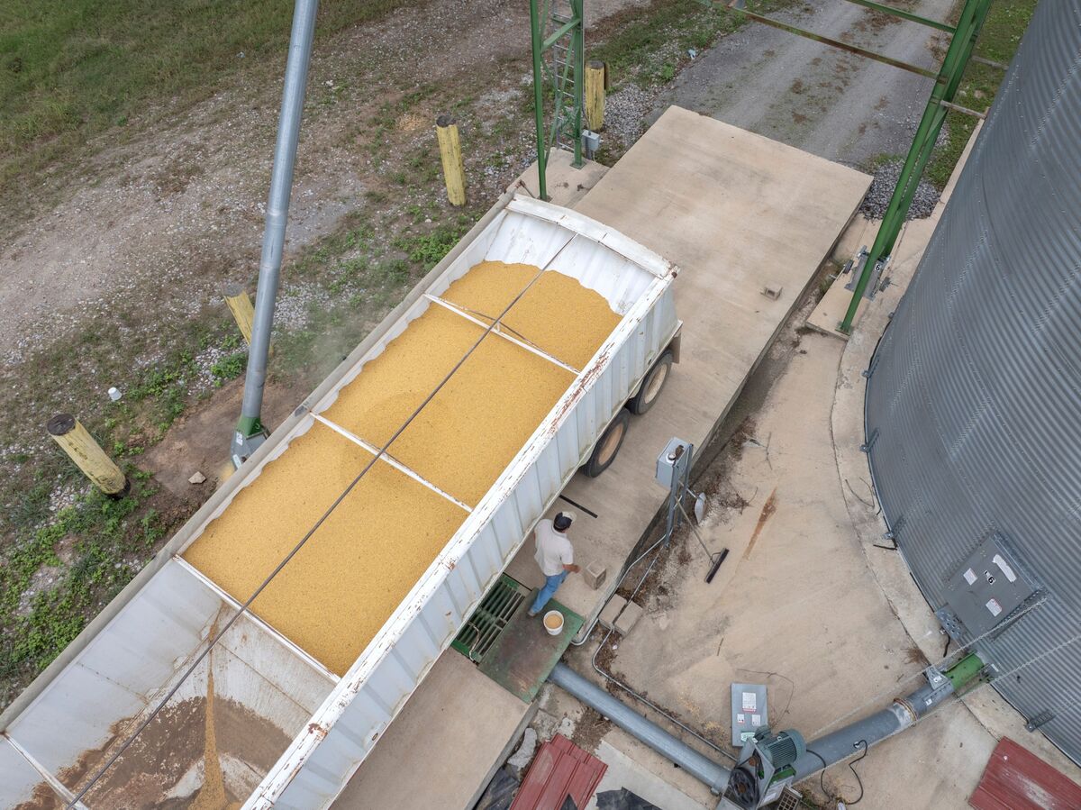 Illustrative photo for: Chicago Grain Futures Fluctuate Amid US Reopening and China