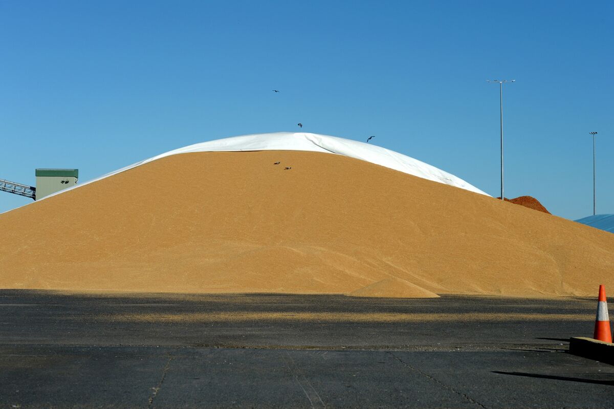 Illustrative photo for: GrainCorp earnings missed expectations amid market