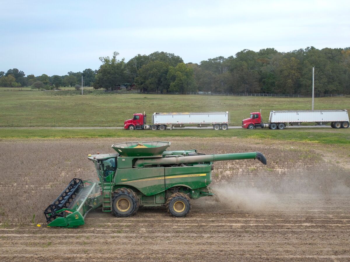 Illustrative photo for: Soybean futures China buying boosts US farmers' prospects
