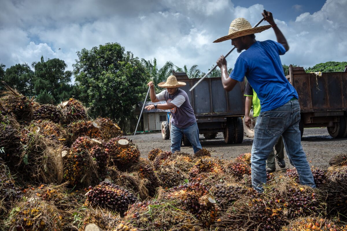 Illustrative photo for: Palm Oil Export Decline Hits Prices for Second Day