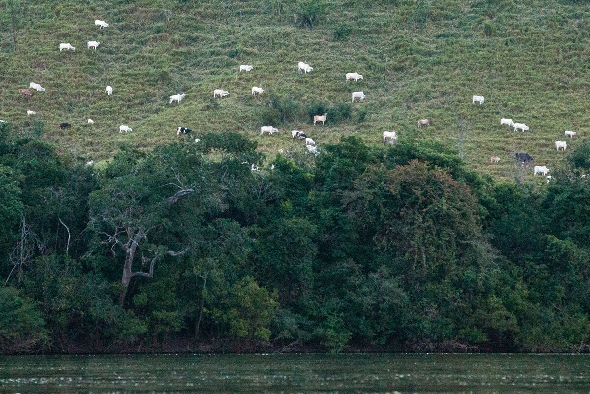 Illustrative photo for: Brazilian Communities Boost Success in Community Forest