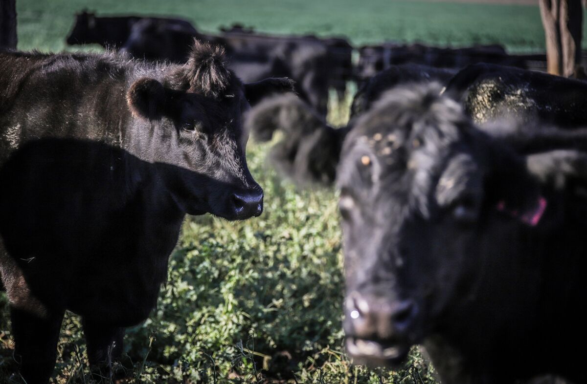 Illustrative photo for: Australia Trade Gold Beef Boosts Trade Balance Amid U.S.