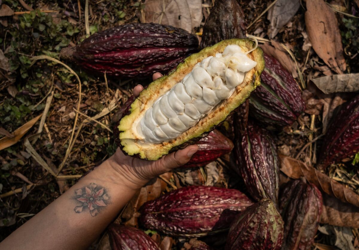 Illustrative photo for: Cocoa futures supply outlook drops to February 2024 lows