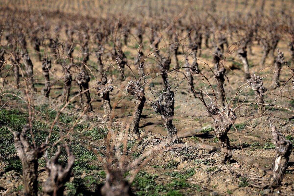 Illustrative photo for: France vineyard removal fund: $150M to aid farmers