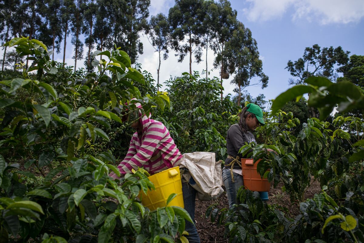 Illustrative photo for: Colombian Coffee Farms Security Threatened by Robbers and