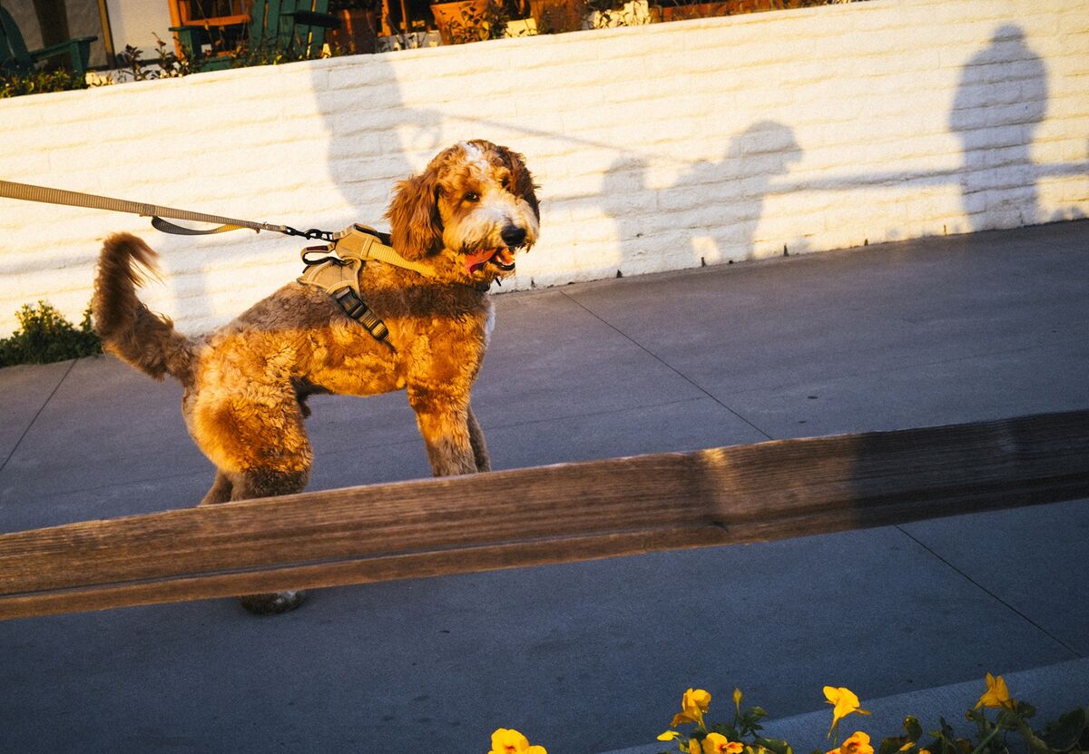 Illustrative photo for: Exploring the $1 Billion Doodle Dog Industry: Trends in