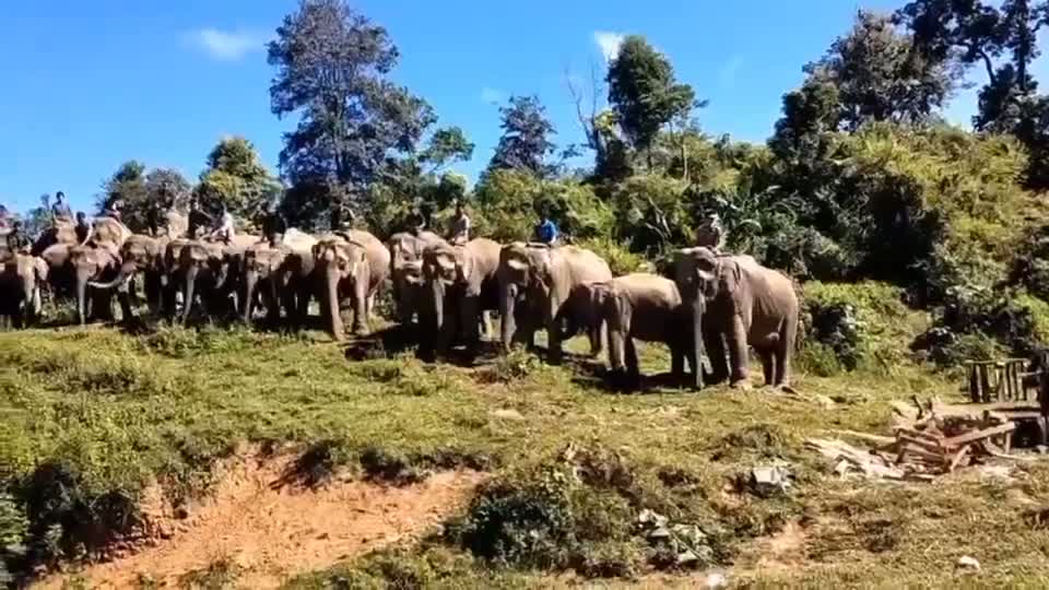 Illustrative photo for: Kachin Elephant Battalion Unveiled by Kachin Independence