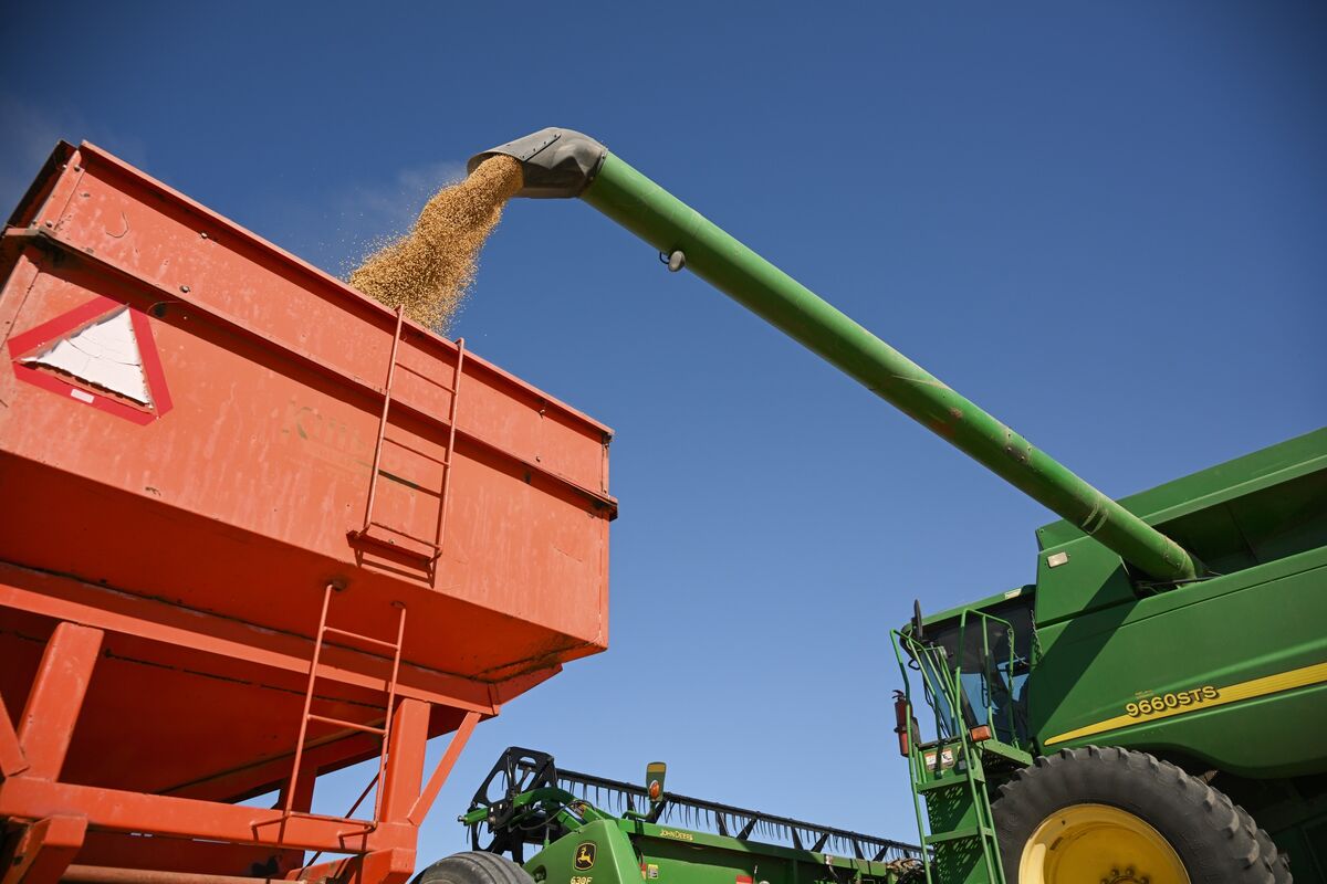 Illustrative photo for: US soybean shipments to China surge after trade pact opens