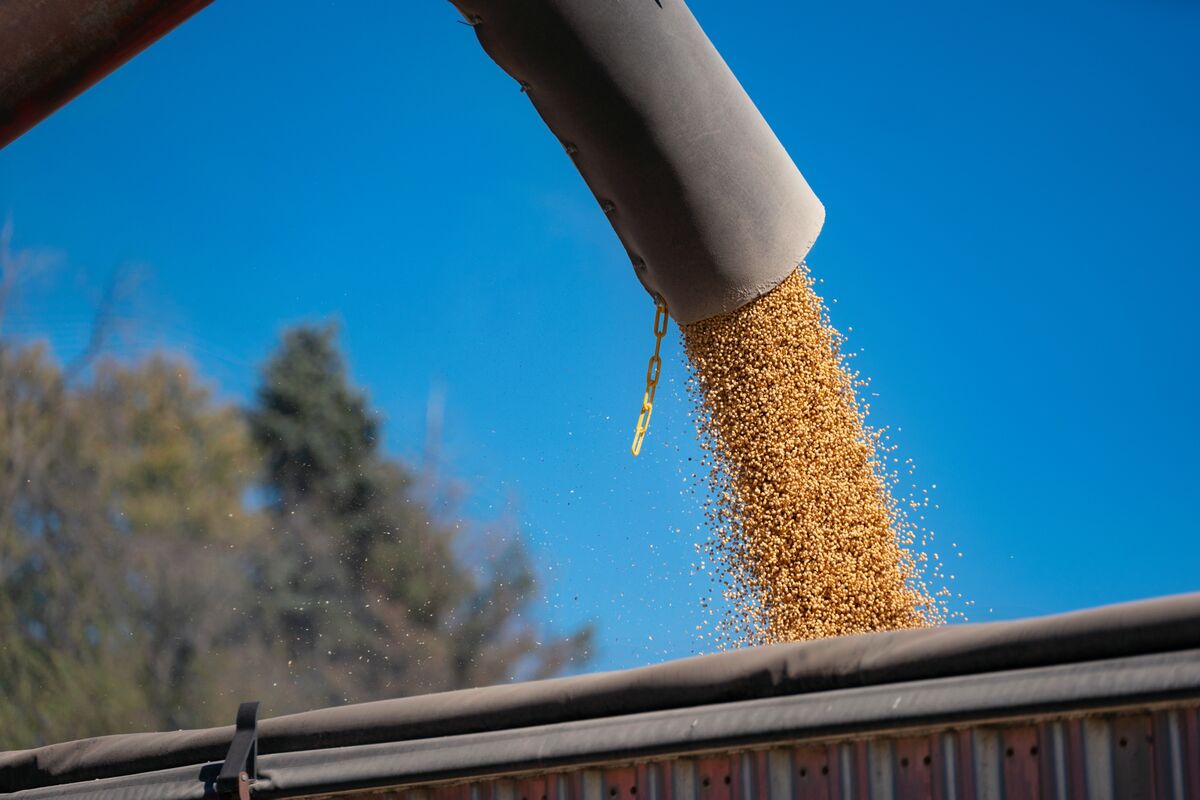 Illustrative photo for: China US soybean purchases Near 12 Million Tons, US