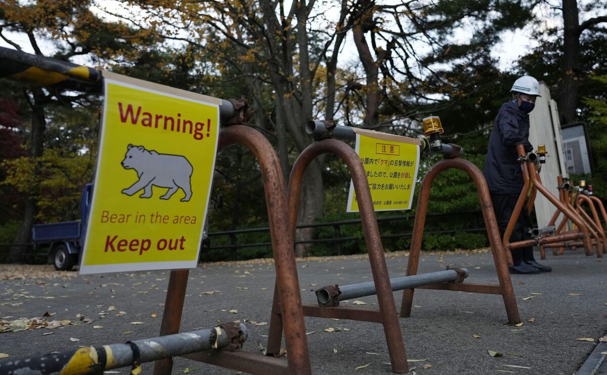 Illustrative photo for: Bear Attacks Japan Reach Record High Since April, Urging
