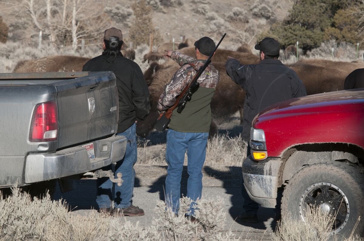 Illustrative photo for: Wildlife economic contribution: How Deer, Beavers, and