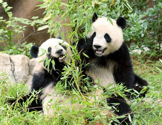 Illustrative photo for: Japan pandas diplomatic relations: Xiao Xiao and Lei Lei to