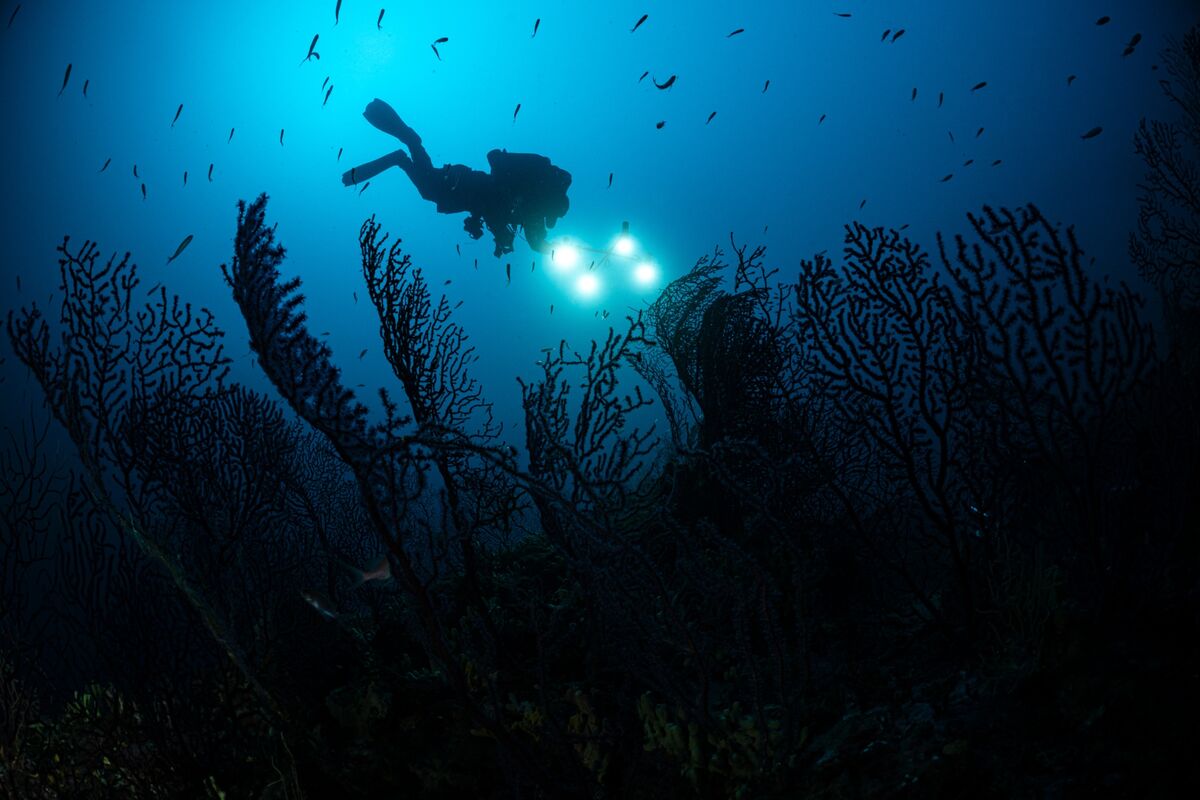 Illustrative photo for: Positive Climate News 2025: Global Progress Highlights