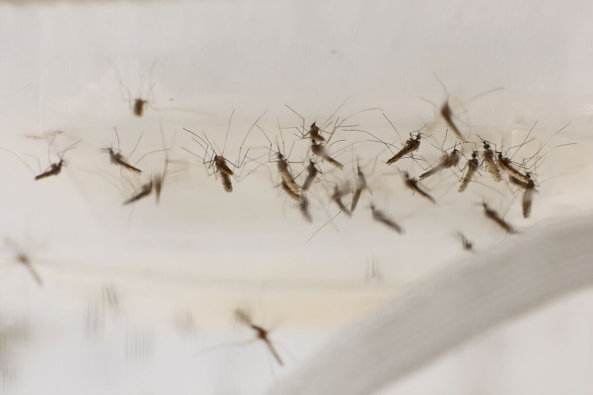 Illustrative photo for: Malaria Cases Rising as U.S. Aid Dips Globally
