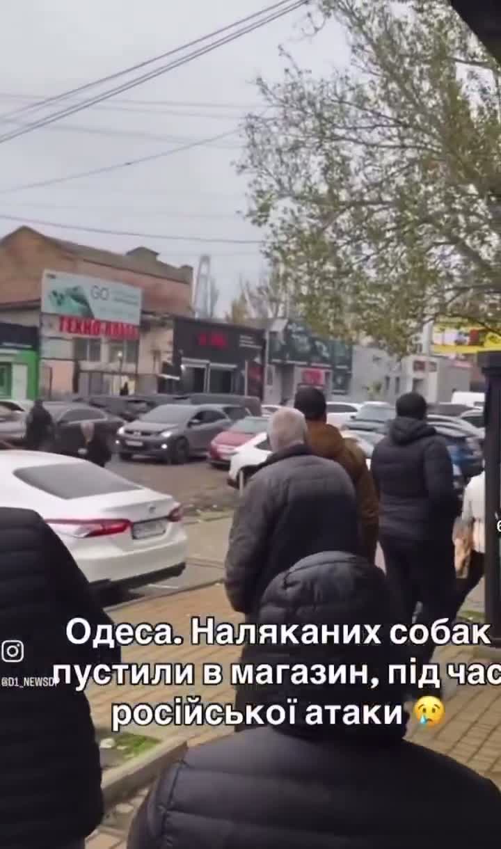 Illustrative photo for: Dogs Shelter During Drone Attack at Odesa Mobile Phone Store