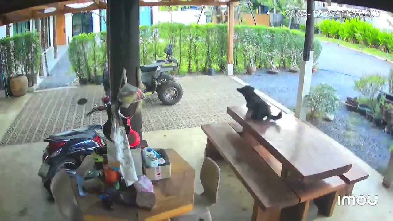 Illustrative photo for: Puppies Survival Rocket Strike: Incredible Resilience in