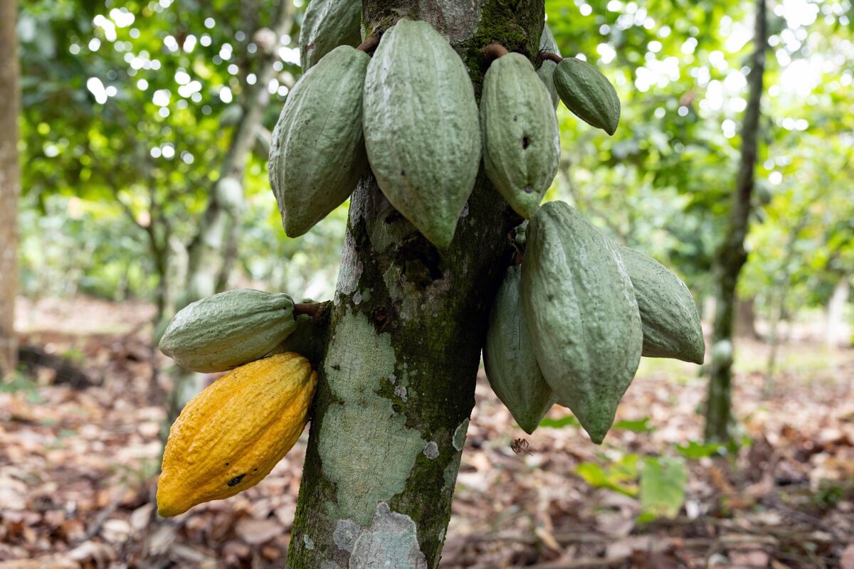 Illustrative photo for: Cocoa futures weather impact causes fluctuations as traders