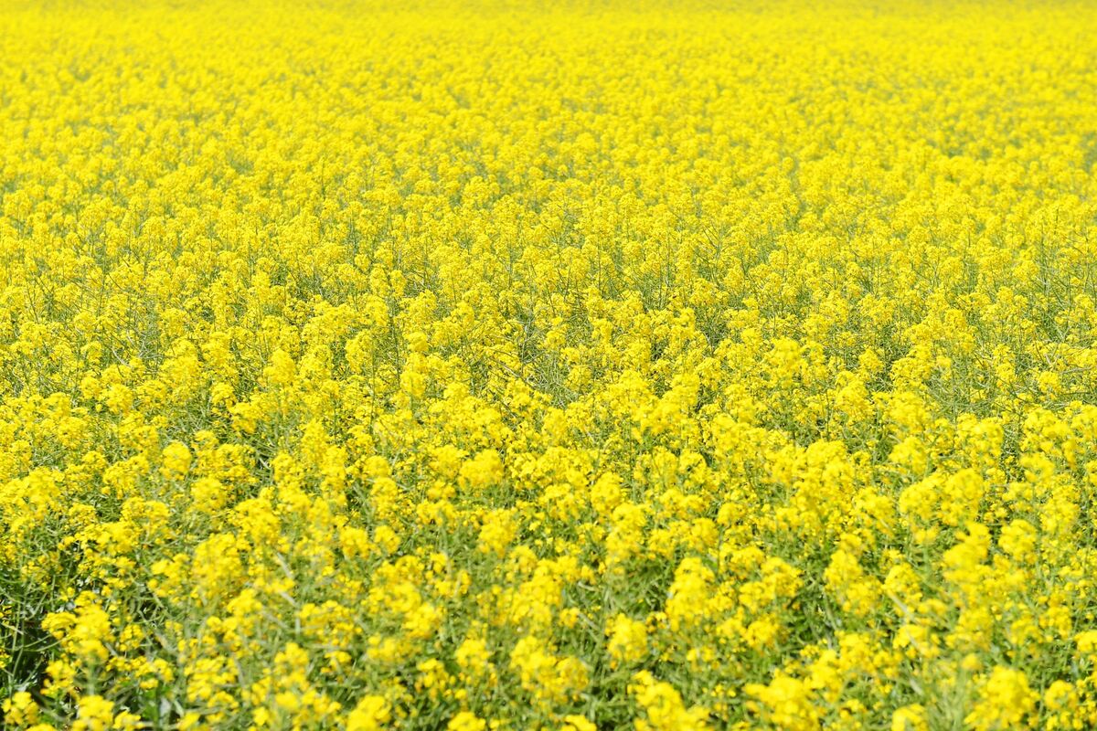 Illustrative photo for: Canada Anticipates China Canada rapeseed tariffs Drop by