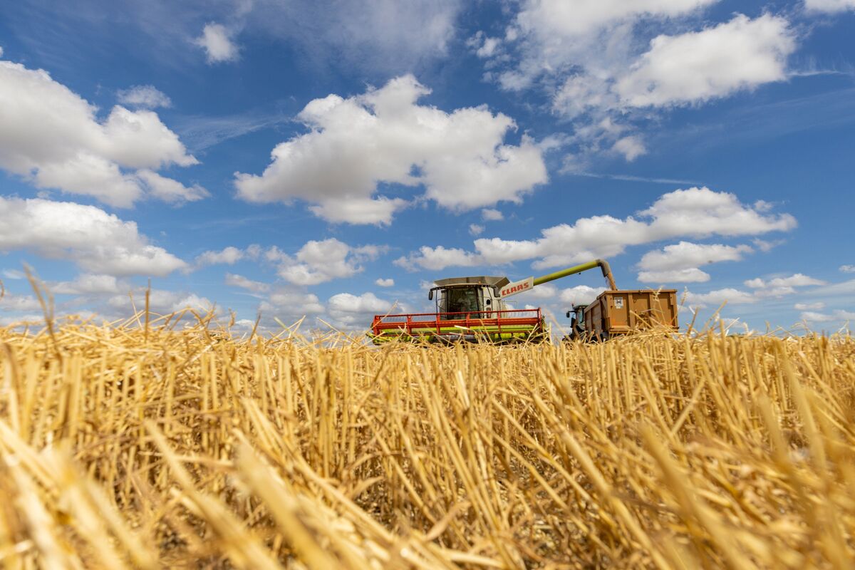 Illustrative photo for: US wheat futures rise on weaker dollar boosting demand