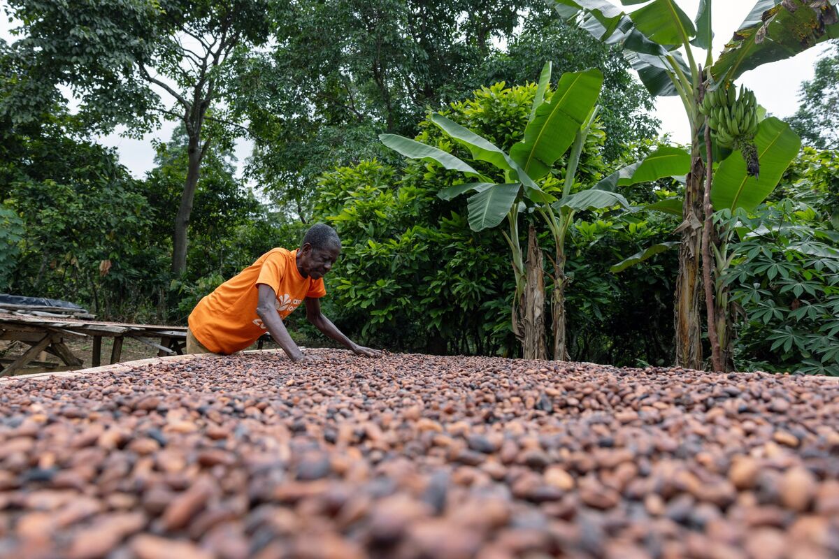 Illustrative photo for: Cocoa futures fall below $4,000 per ton for first time