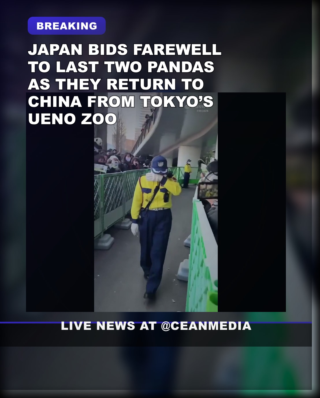 Illustrative photo for: Japan farewell pandas: Last two pandas leave Tokyo Zoo