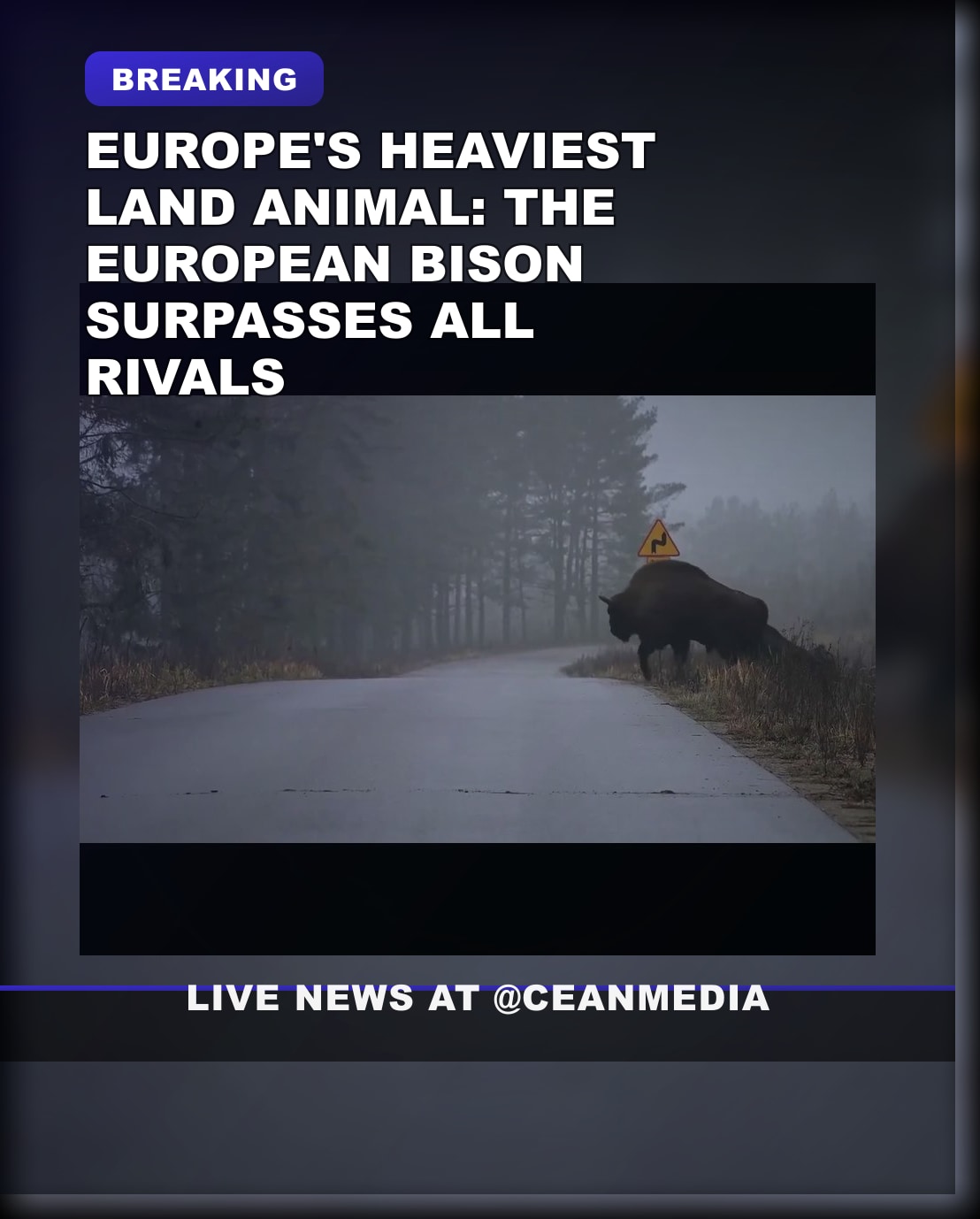 Illustrative photo for: European bison heaviest land animal tops Europe’s weight