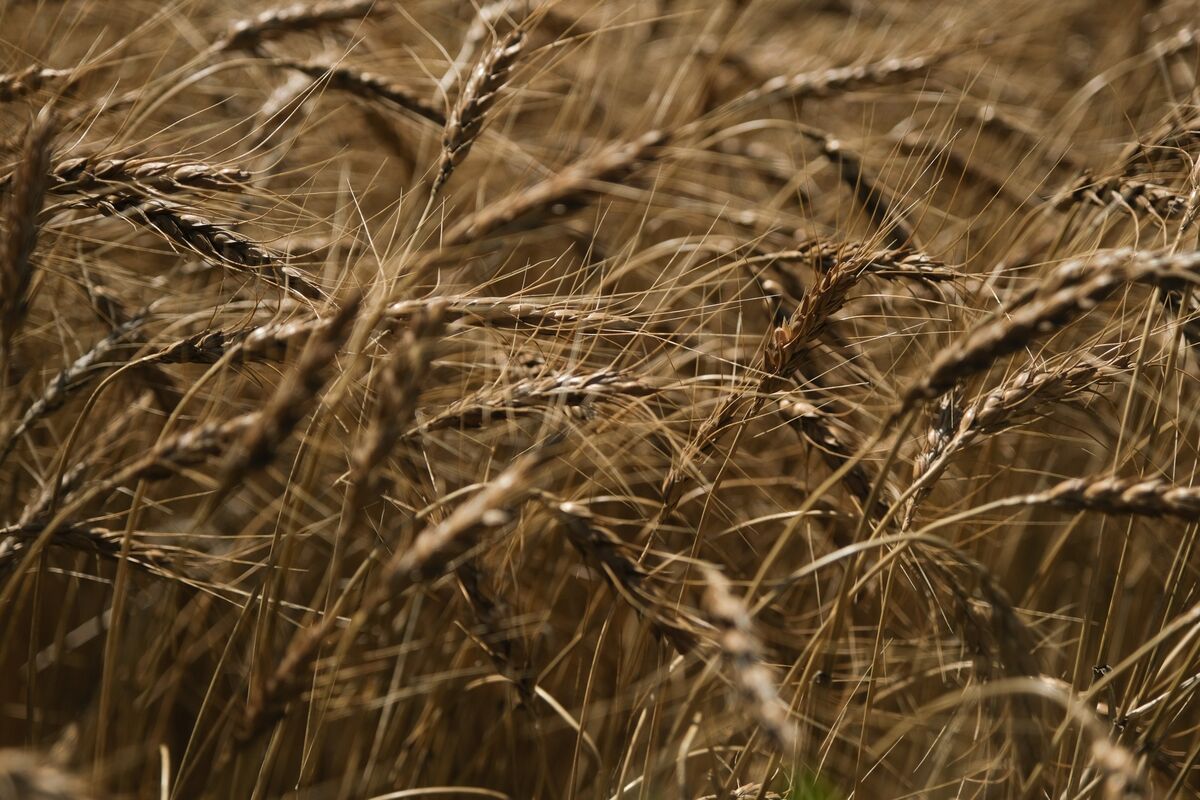 Illustrative photo for: Wheat Market Decline: Prices Drop 2% Amid Dollar Strength