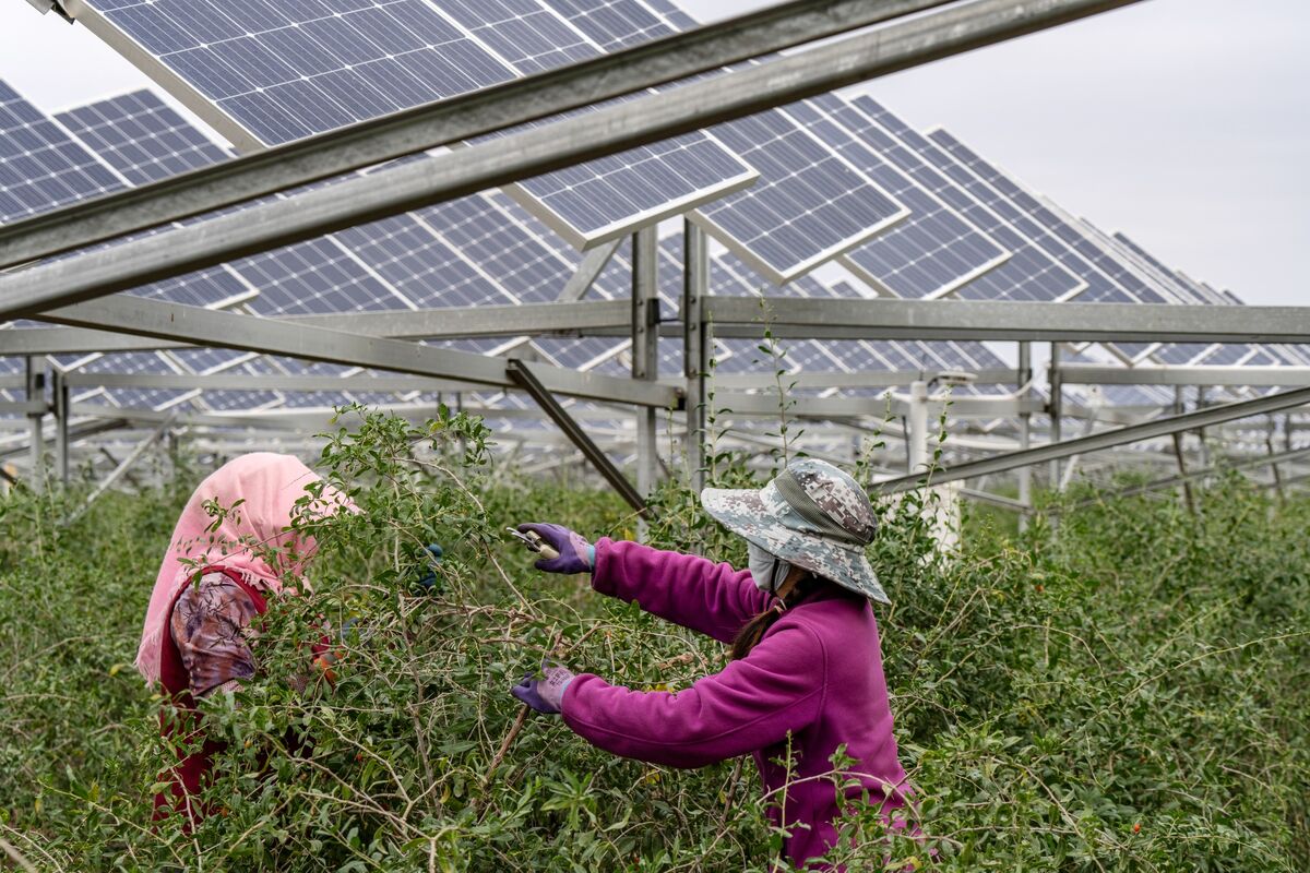 Illustrative photo for: China solar industry decline worsens in 2026 amid policy