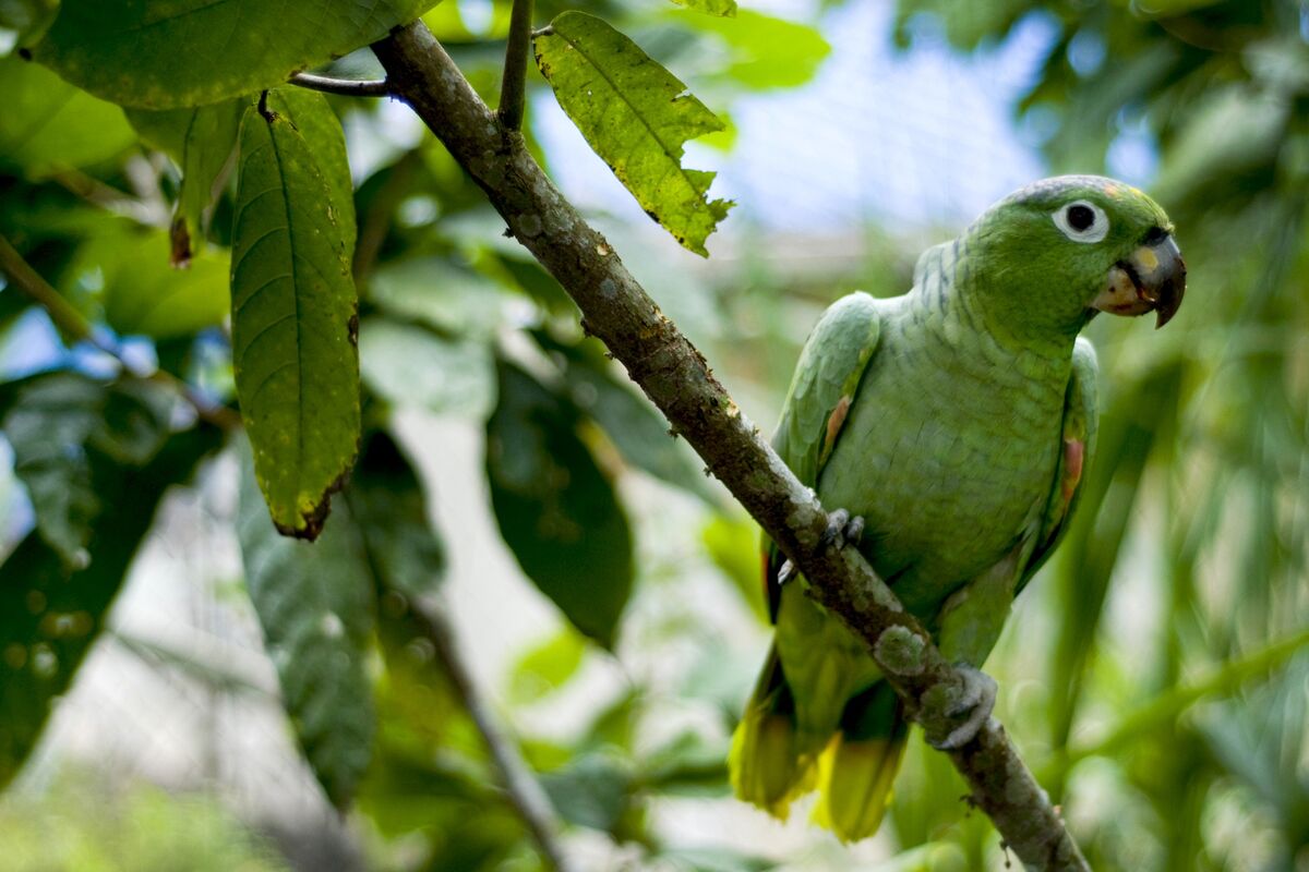 Illustrative photo for: Emerging Market Bonds Attractiveness Grows for Investors