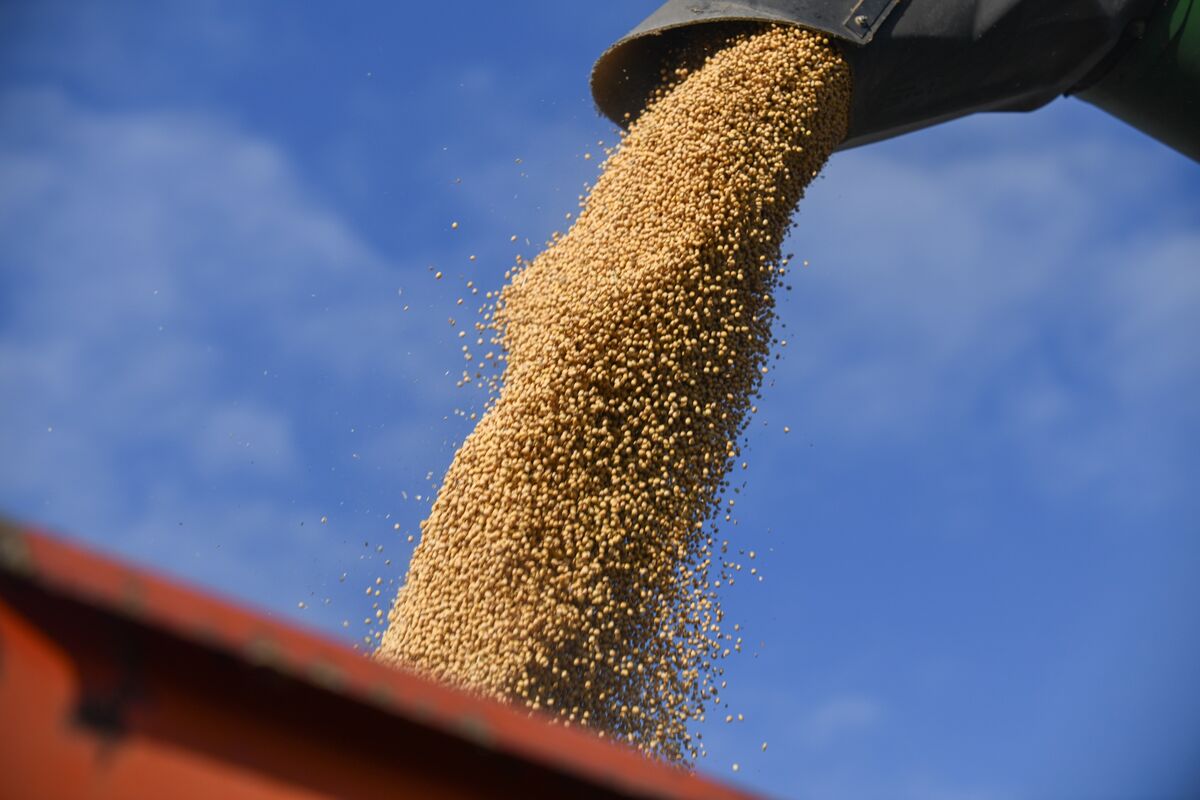 Illustrative photo for: Soybean futures trade truce hopes lift U.S. exports momentum