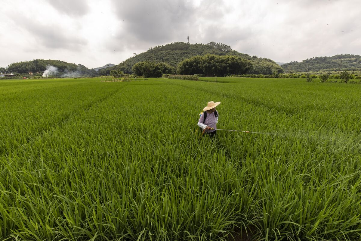 Illustrative photo for: China overhauls microcredit to boost rural income support