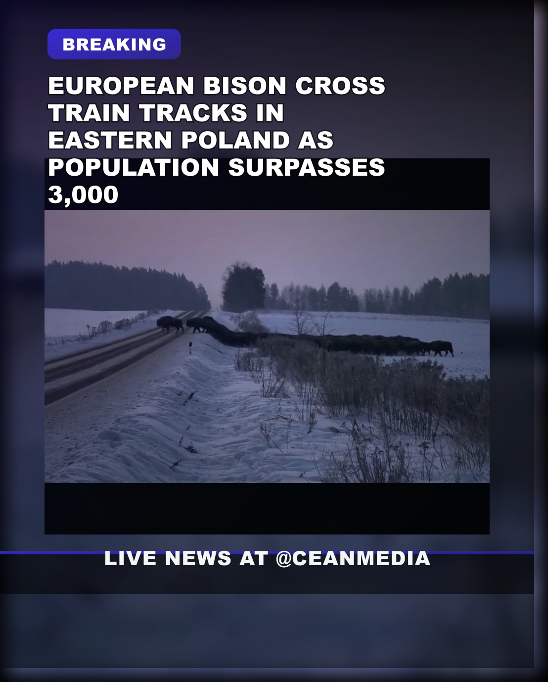 Illustrative photo for: European bison crossing tracks in Eastern Poland amid
