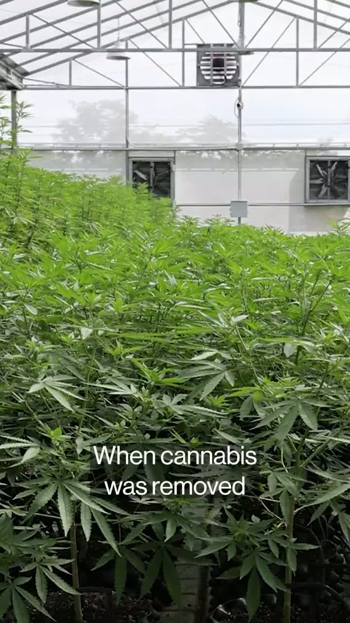 Illustrative photo for: Thailand cannabis legalization rollback Sparks Industry