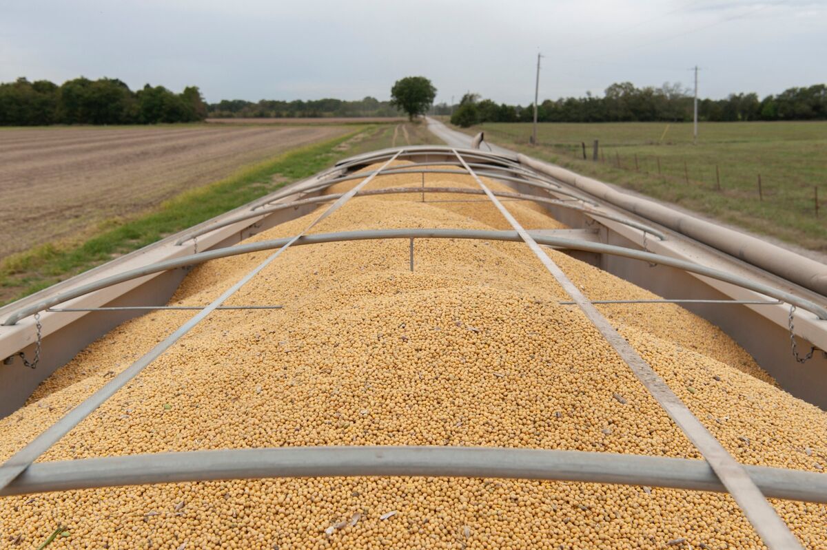 Illustrative photo for: Soybean oil prices surge as Middle East energy spike boosts