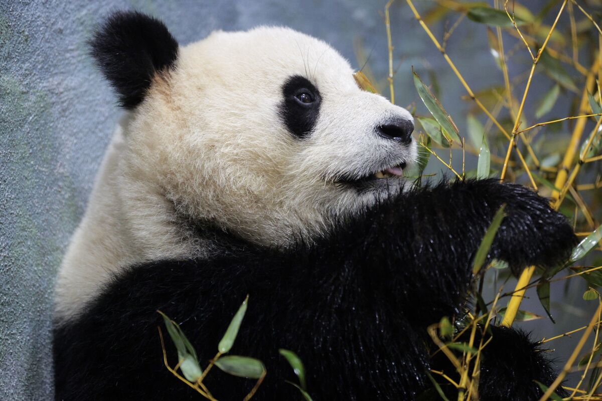 Illustrative photo for: Beijing Sends Two Pandas as Pandas diplomacy easing