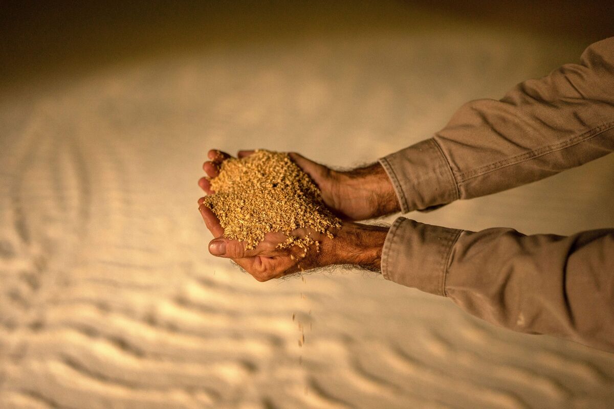 Illustrative photo for: Argentinian soybean meal shipments rejected reveal