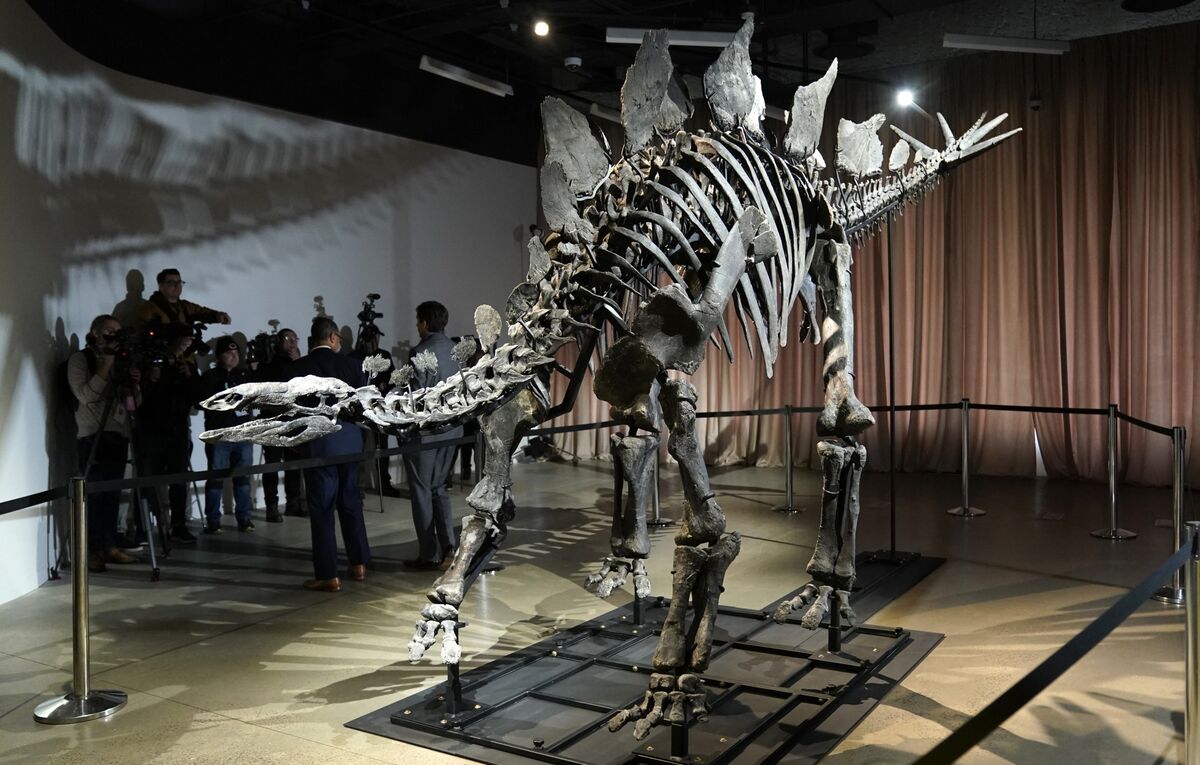 Illustrative photo for: Dinosaur fossil market growth: Drivers and museum impacts