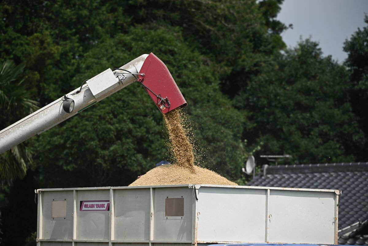 Illustrative photo for: Rice price rally risks intensify as weather, energy,