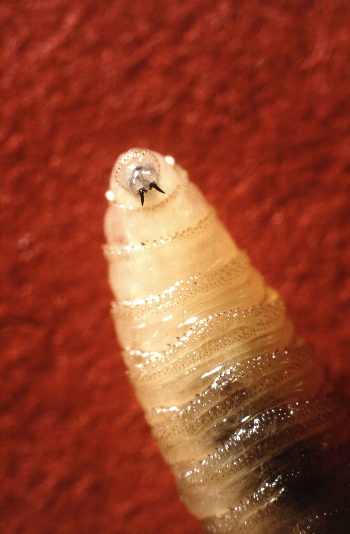 Illustrative photo for: US Reports Deadly Cattle Parasite Appearance as Herd Hits