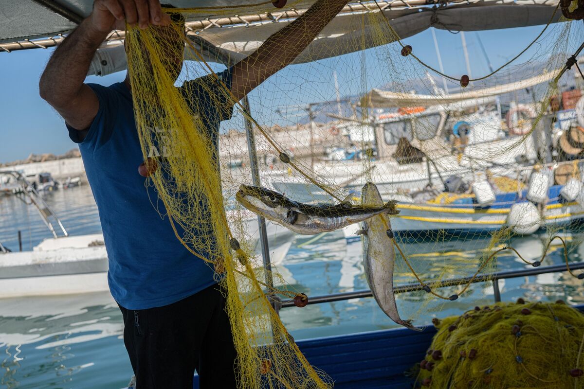 Illustrative photo for: Greece Responds to Invasive Fish Crisis Greece