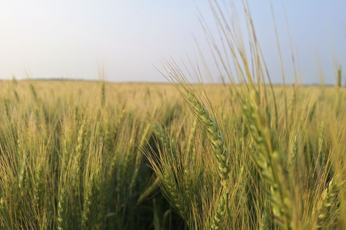 Illustrative photo for: Wheat harvest heat threats yields: ND crop nears tough